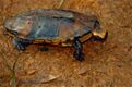 Twist-neck Turtle (Platemys platycephala) (10358928446).jpg