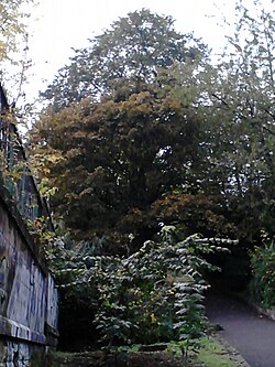 Ulmus x hollandica. Regent Road Park, Edinburgh (5).jpg