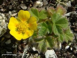 Villous Cinquefoil (3818560466).jpg