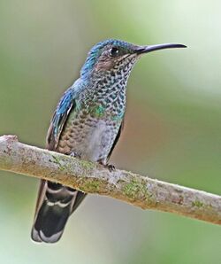 White-necked Jacobin (f) JCB.jpg