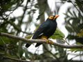 Yellow-faced Myna 2.jpg