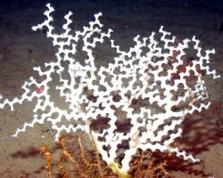 Zigzag coral (Madrepora oculata).jpg