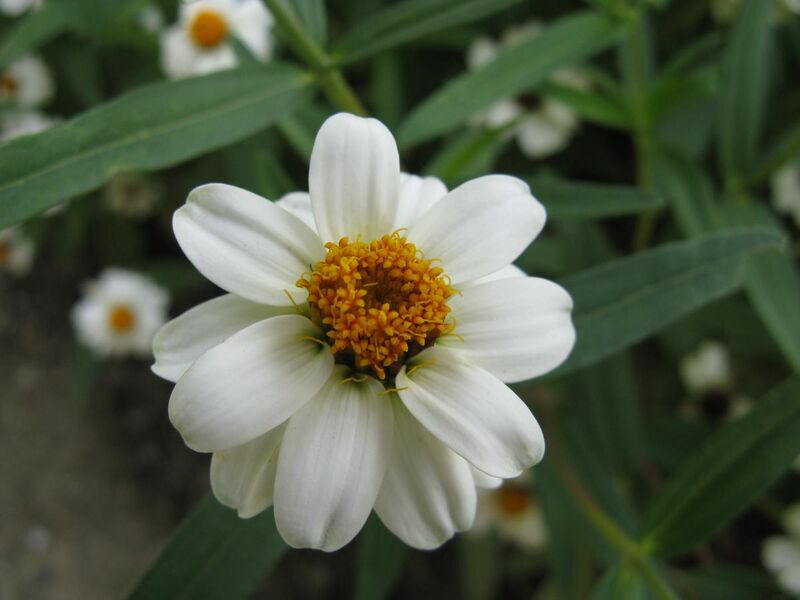 File:Zinnia angustifolia 'Pette Land White'2.jpg