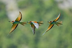 Chronophotography of a of an European bee-eater (Merops apiaster) in flight at Pfyn-Finges, Switzerland