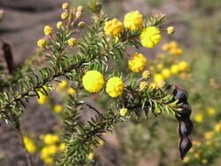 Acacia Beadleana - H6.jpg