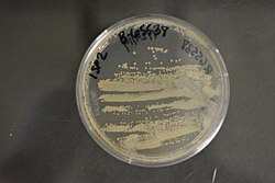 Actinomadura macrotermitis sp. NRRL B-65538 (Type Strain).jpg