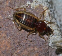 Agonum pallipes P1560086a.jpg