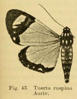 Aletopus ruspina (Aurivillius, 1909).JPG