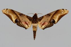 Amplypterus celebensis, male, upperside. Indonesia, N. Celebes, Minahassa.jpg