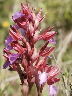 Anacamptis papilionacea (Torregrande).jpg