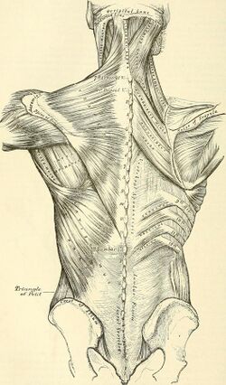 Anatomy, descriptive and surgical (1897) (14578261678).jpg