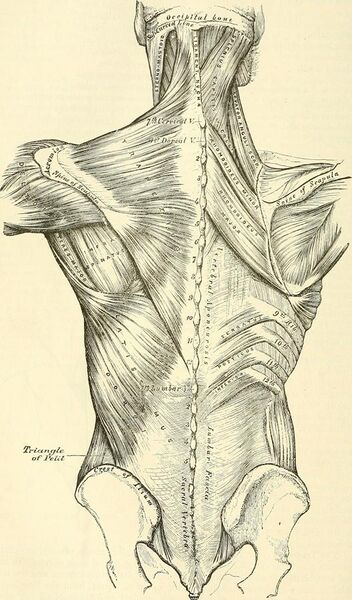File:Anatomy, descriptive and surgical (1897) (14578261678).jpg