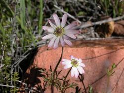 Anemonetuberosa.jpg