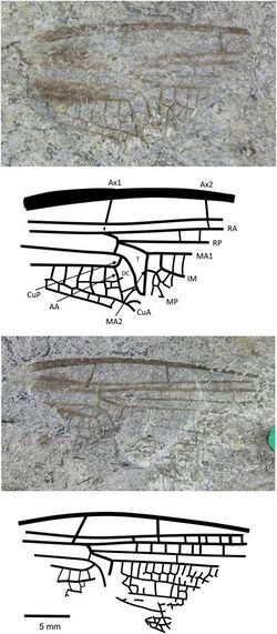 Anglophlebia gigantea.jpg