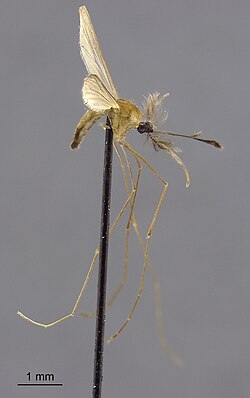 Anopheles insulaeflorum specimens.jpg