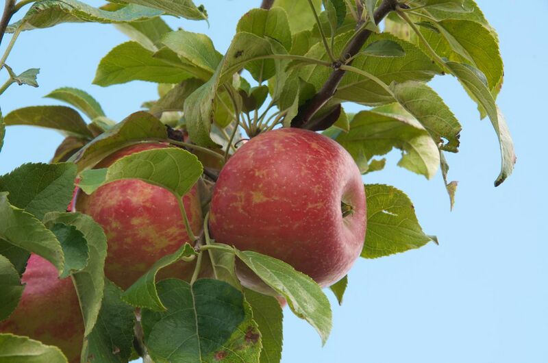 File:Apple Jacks Orchard - Zestar Apples (6123001930).jpg