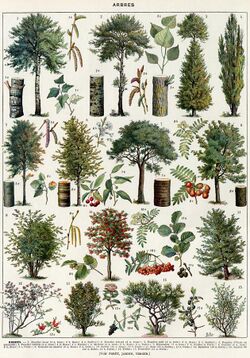 Arbres-couleurs-1 - trees in colour - Public domain book illustration (visual explanation, informative drawing, plate) from Larousse du XXème siècle 1932.jpg