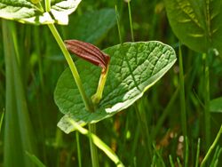 Aristolochiaceae - Aristolochia rotunda-3.JPG