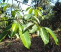 Artocarpus gomezianus 01.JPG