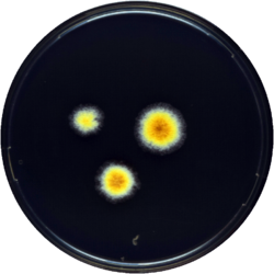 Aspergillus mallochii yes.png