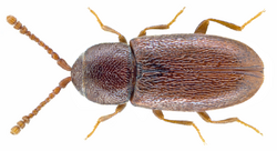 Atomaria linearis Stephens, 1830 (10884293685).png