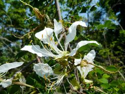 Bauhinia bowkeri, c, Pretoria NBT.jpg