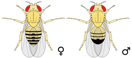 File:Biology Illustration Animals Insects Drosophila melanogaster.svg