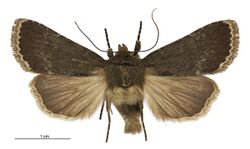 Bityla sericea female.jpg