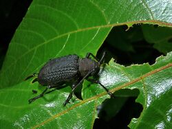 Black Longhorn Beetle (Cerambycidae) (8418513761).jpg