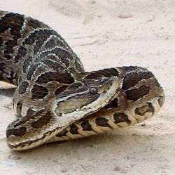 Bothrops alternatus in Brazil b.jpg