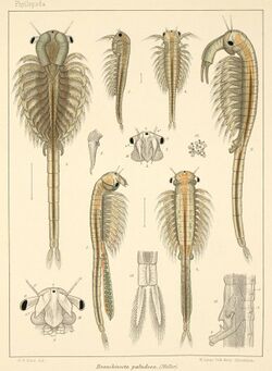 Branchinecta paludosa (plate).jpg