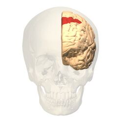 Brodmann area 8 frontal.jpg