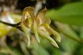 Bulbophyllum umbellatum 繖花捲瓣蘭(繖形捲瓣蘭)(傘花捲瓣蘭) (40843561914).jpg