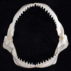Carcharhinus albimarginatus jaws.jpg