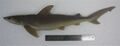 Blackspot shark (Carcharhinus sealei)