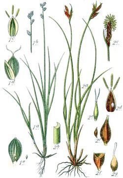 Carex spp Sturm33.jpg
