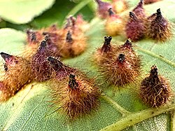 Caryomyia echinata-underside galls.jpg