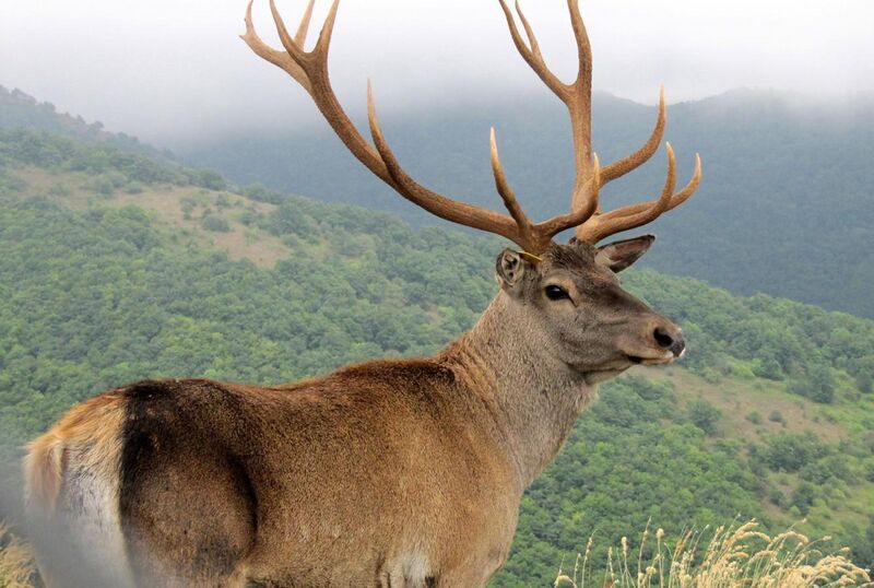 File:Caspian Red Deer (Maral) in Arasbaran forest.jpg