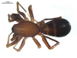 Castianeira trilineata m.jpg