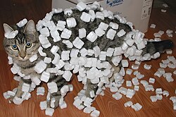Cat demonstrating static cling with styrofoam peanuts upscayled 4x.jpg