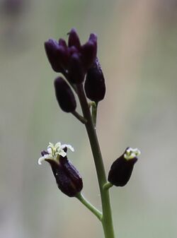 Caulanthus pilosus flowers close.jpg