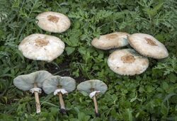 Chlorophyllum molybdites Guadalajara.jpg