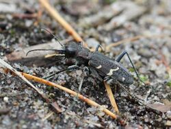 Cicindela sylvatica 02.JPG