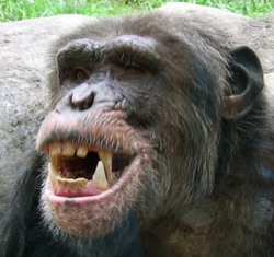 Close up - chimpanzee teeth.png