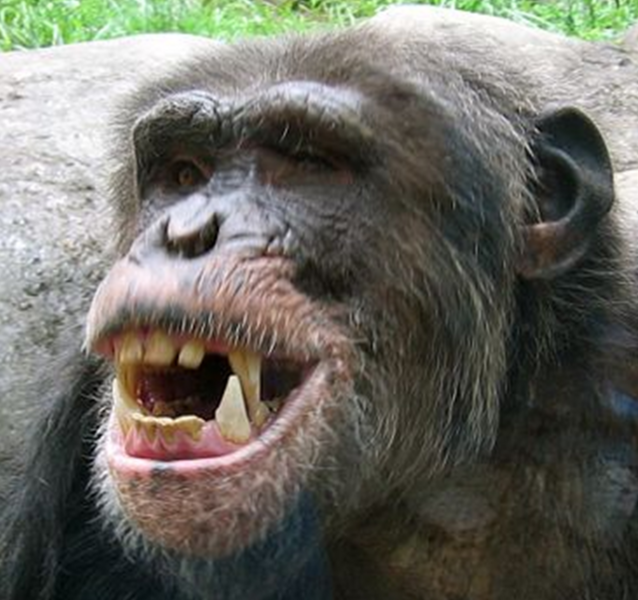 File:Close up - chimpanzee teeth.png