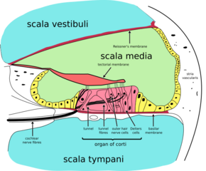 Cochlea-crosssection.svg