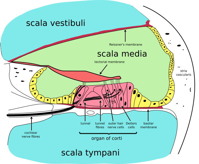 File:Cochlea-crosssection.svg