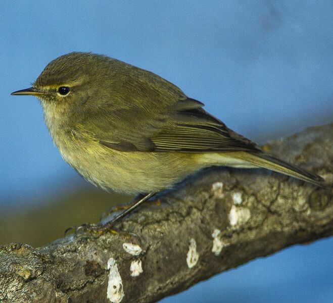 File:Common Chiff-Chaff - Italy S4E1681 (19081363189) (cropped).jpg