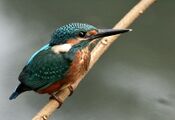 Common Kingfisher I Picture 115.jpg