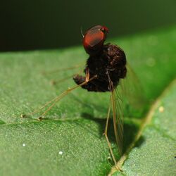 Crazy Snipe Fly - Flickr - treegrow (1).jpg